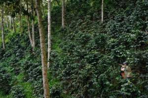 Káva NB Deer'spresso – Cocondo Natural 250g